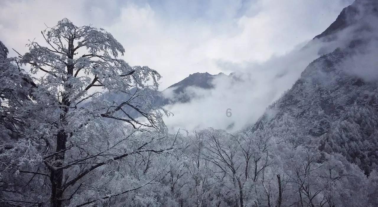 虫虫助手下载